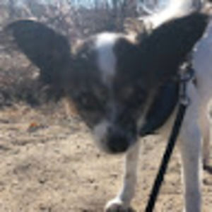 Meet your Posher, Spencer